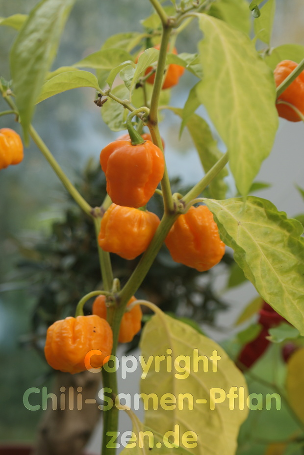 wunderschöne orange Chili Früchte