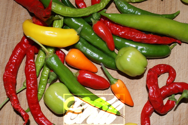 Chili Vielfalt ind Schärfe und Farbe