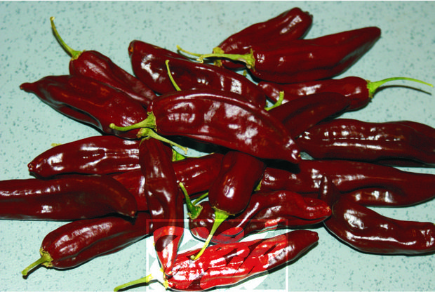 Chili Ernte dunkelrote Früchte