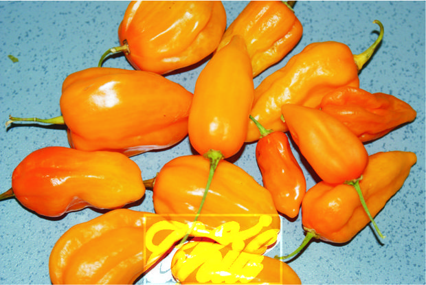 Ernte orange Chili Früchte
