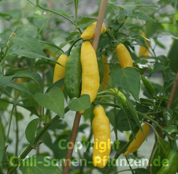 Chili Lemon Drop Schärfe 7